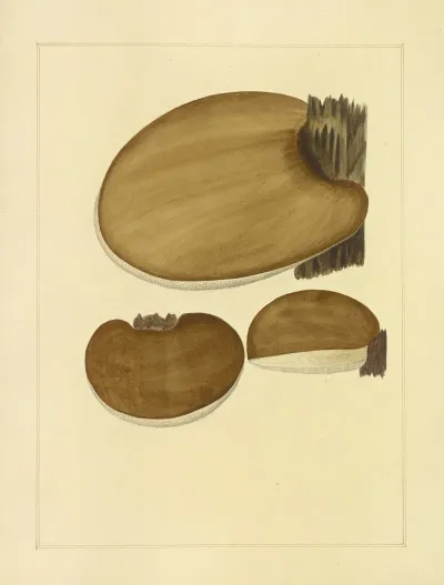 Icons Fungorum Circa Halifax Sponte Nascentium Pl 210