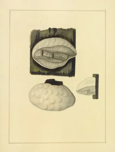 Icons Fungorum Circa Halifax Sponte Nascentium Pl 211