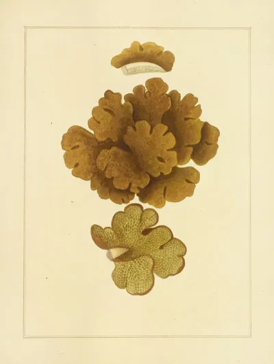 Icons Fungorum Circa Halifax Sponte Nascentium Pl 214