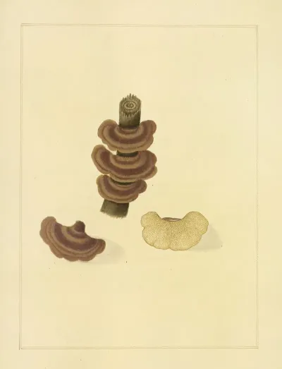 Icons Fungorum Circa Halifax Sponte Nascentium Pl 215