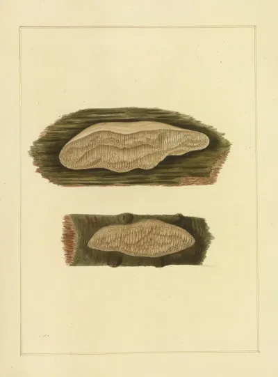 Icons Fungorum Circa Halifax Sponte Nascentium Pl 216