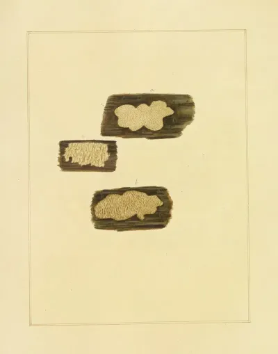 Icons Fungorum Circa Halifax Sponte Nascentium Pl 217