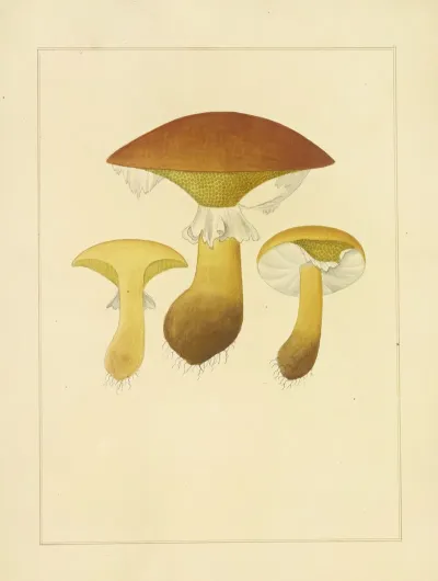 Icons Fungorum Circa Halifax Sponte Nascentium Pl 219