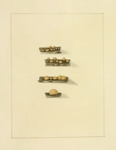 Icons Fungorum Circa Halifax Sponte Nascentium Pl 220