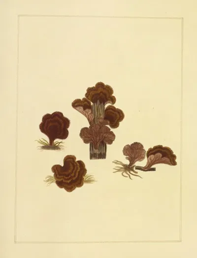 Icons Fungorum Circa Halifax Sponte Nascentium Pl 222