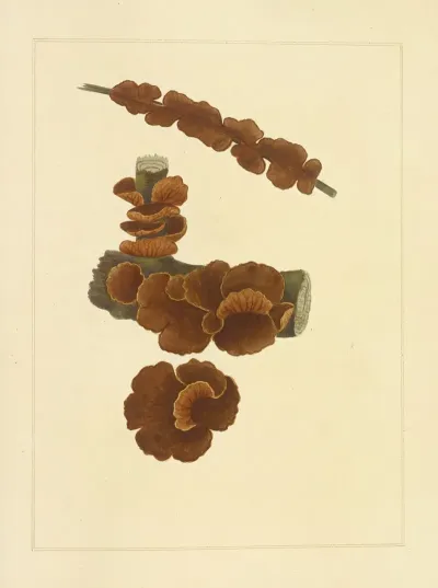 Icons Fungorum Circa Halifax Sponte Nascentium Pl 223