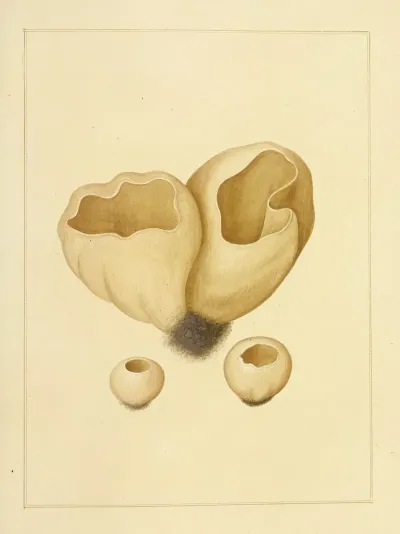 Icons Fungorum Circa Halifax Sponte Nascentium Pl 224