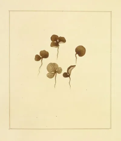 Icons Fungorum Circa Halifax Sponte Nascentium Pl 225
