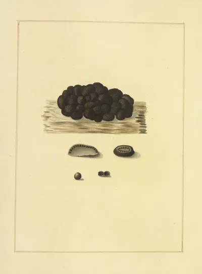 Icons Fungorum Circa Halifax Sponte Nascentium Pl 227