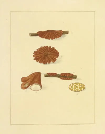Icons Fungorum Circa Halifax Sponte Nascentium Pl 228