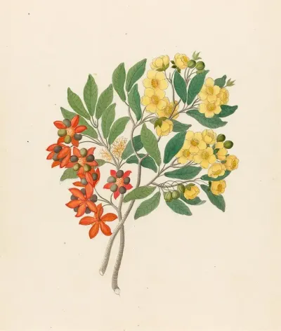 Icosandria Monog Ochna Arborea