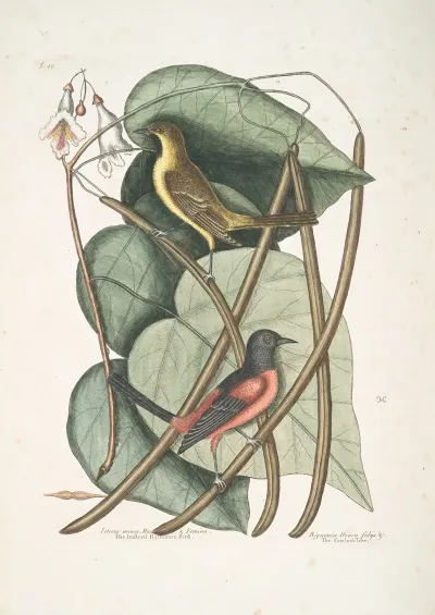 Icterus Minor The Basterd Baltimore Bird Bignonia Urusu Foliis C The Catalpah Tree