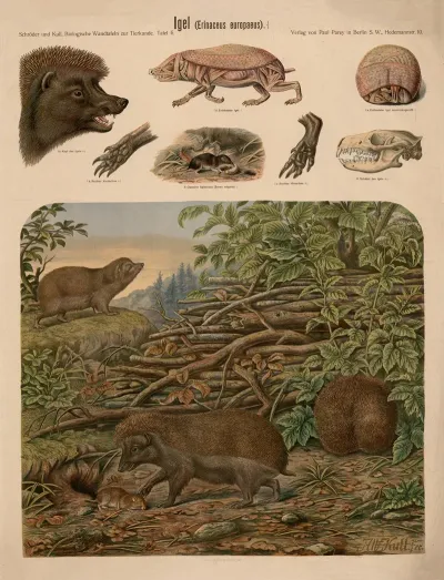 Igel Erinaceus Europaeus