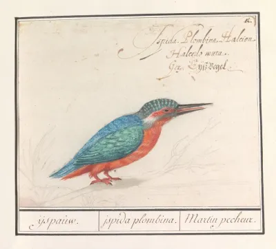 Ijsvogel Alcedo Atthis