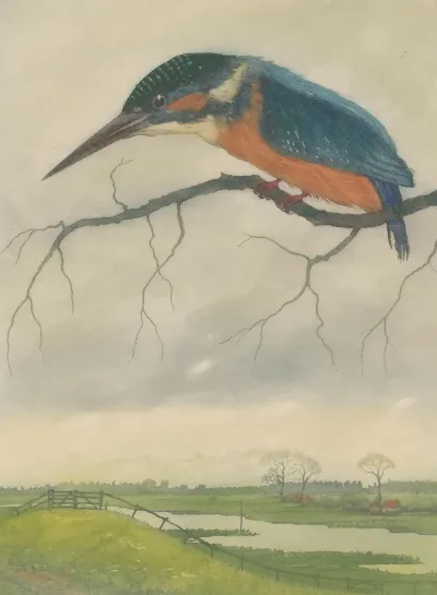 Ijsvogel Op Een Tak In Een Weidelandschap