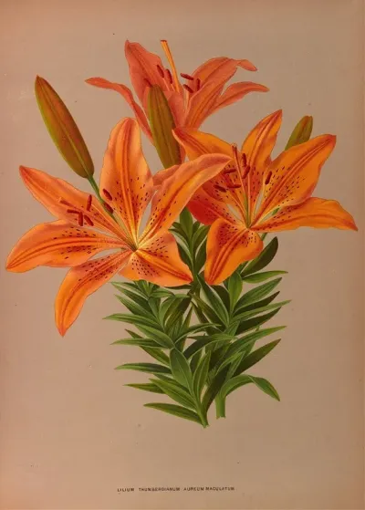 Ilium Thunbergianum Aureum Maculatum