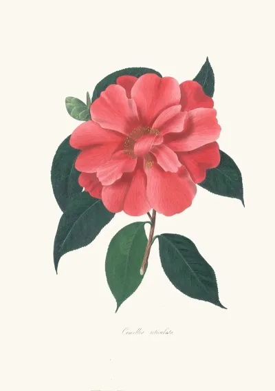 Illustrations And Descriptions Of The Plants Which Compose The Natural Order Camellieae Pl 04