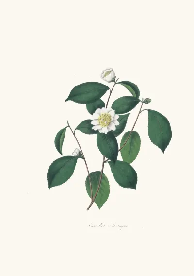 Illustrations And Descriptions Of The Plants Which Compose The Natural Order Camellieae Pl 05