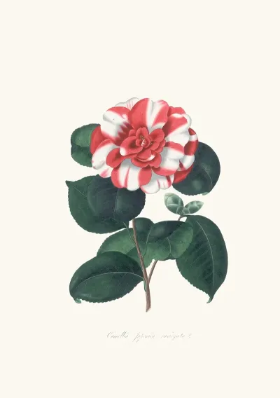 Illustrations And Descriptions Of The Plants Which Compose The Natural Order Camellieae Pl 06