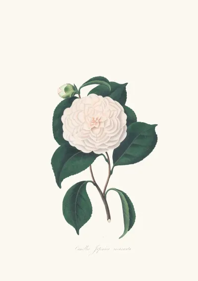 Illustrations And Descriptions Of The Plants Which Compose The Natural Order Camellieae Pl 07