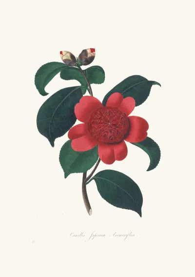 Illustrations And Descriptions Of The Plants Which Compose The Natural Order Camellieae Pl 08