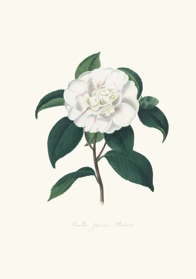 Illustrations And Descriptions Of The Plants Which Compose The Natural Order Camellieae Pl 09