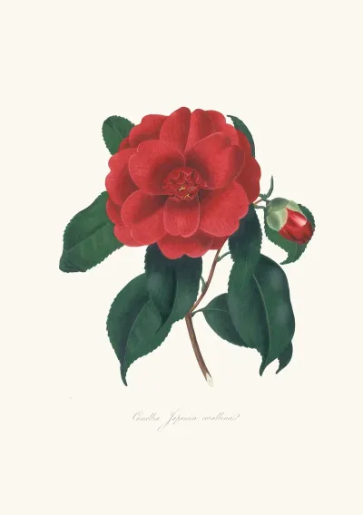 Illustrations And Descriptions Of The Plants Which Compose The Natural Order Camellieae Pl 10