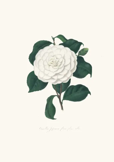 Illustrations And Descriptions Of The Plants Which Compose The Natural Order Camellieae Pl 11