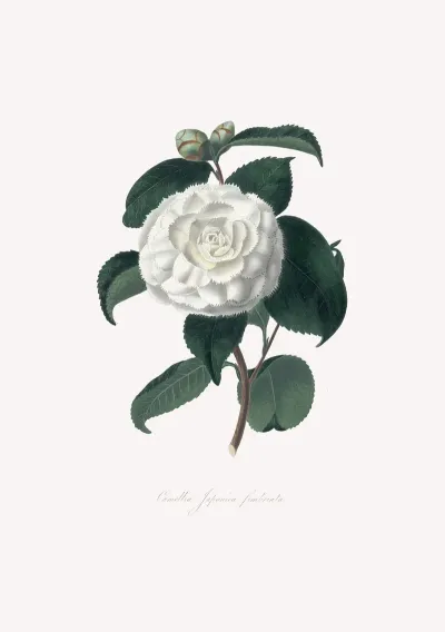 Illustrations And Descriptions Of The Plants Which Compose The Natural Order Camellieae Pl 15