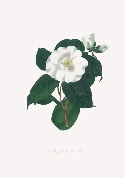 Illustrations And Descriptions Of The Plants Which Compose The Natural Order Camellieae Pl 17