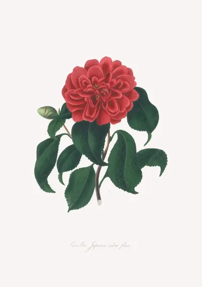 Illustrations And Descriptions Of The Plants Which Compose The Natural Order Camellieae Pl 18