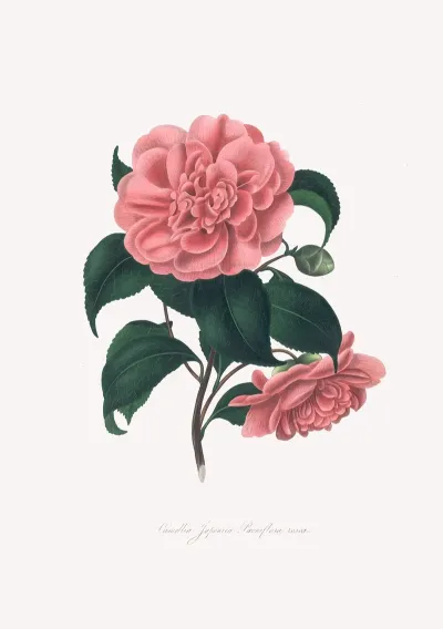 Illustrations And Descriptions Of The Plants Which Compose The Natural Order Camellieae Pl 19