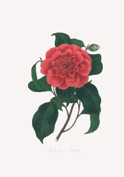 Illustrations And Descriptions Of The Plants Which Compose The Natural Order Camellieae Pl 20