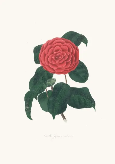 Illustrations And Descriptions Of The Plants Which Compose The Natural Order Camellieae Pl 22