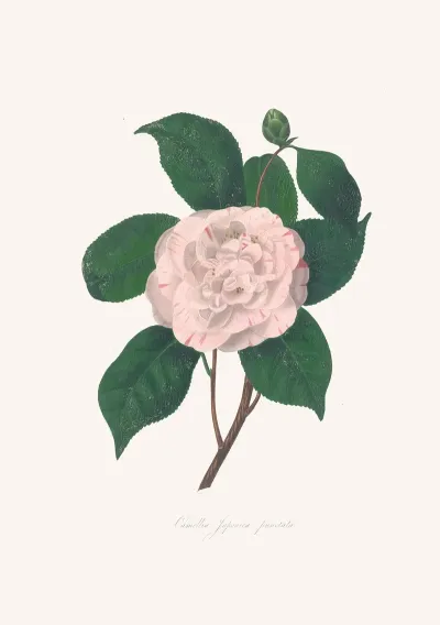 Illustrations And Descriptions Of The Plants Which Compose The Natural Order Camellieae Pl 24