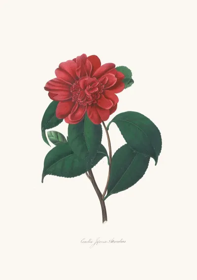 Illustrations And Descriptions Of The Plants Which Compose The Natural Order Camellieae Pl 25