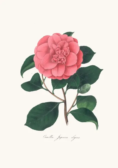 Illustrations And Descriptions Of The Plants Which Compose The Natural Order Camellieae Pl 26