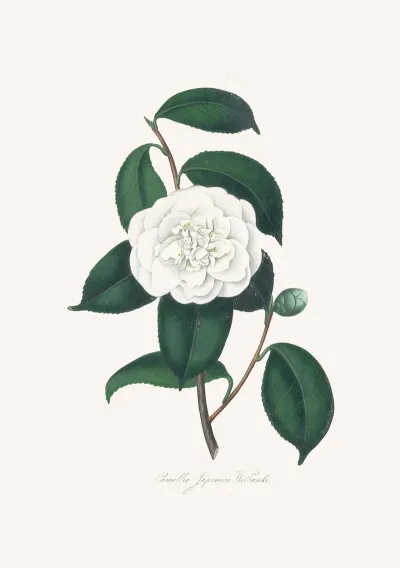 Illustrations And Descriptions Of The Plants Which Compose The Natural Order Camellieae Pl 27