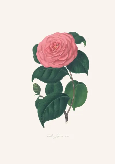 Illustrations And Descriptions Of The Plants Which Compose The Natural Order Camellieae Pl 29