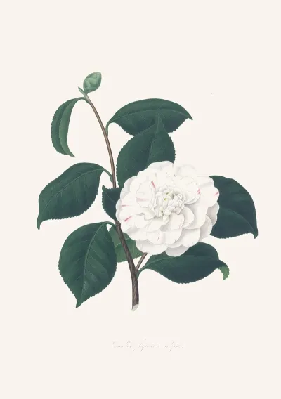 Illustrations And Descriptions Of The Plants Which Compose The Natural Order Camellieae Pl 30