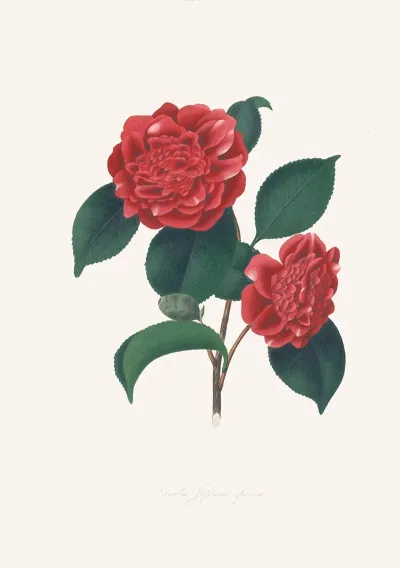 Illustrations And Descriptions Of The Plants Which Compose The Natural Order Camellieae Pl 32