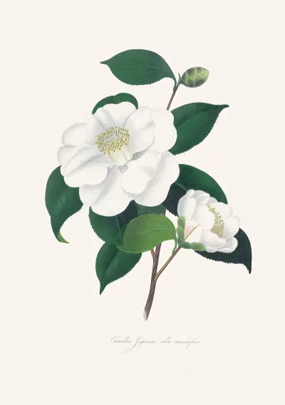 Illustrations And Descriptions Of The Plants Which Compose The Natural Order Camellieae Pl 33