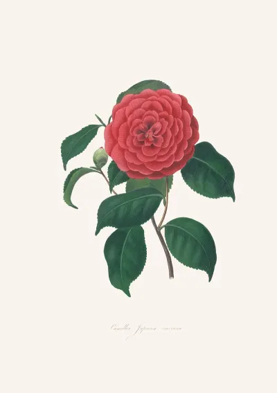 Illustrations And Descriptions Of The Plants Which Compose The Natural Order Camellieae Pl 34