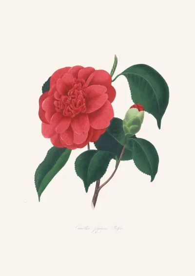 Illustrations And Descriptions Of The Plants Which Compose The Natural Order Camellieae Pl 37