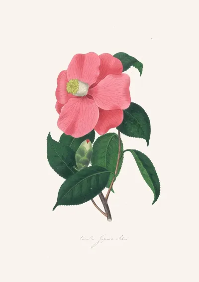 Illustrations And Descriptions Of The Plants Which Compose The Natural Order Camellieae Pl 38