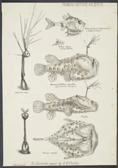 Illustrations Of Argyropelecus Intermedius Aegaeonichthys Appellii Profile And Dorsal Aspect