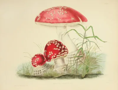 Illustrations Of British Mycology Pl 01