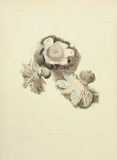 Illustrations Of British Mycology Pl 02