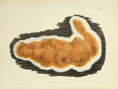 Illustrations Of British Mycology Pl 03
