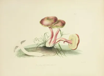 Illustrations Of British Mycology Pl 05